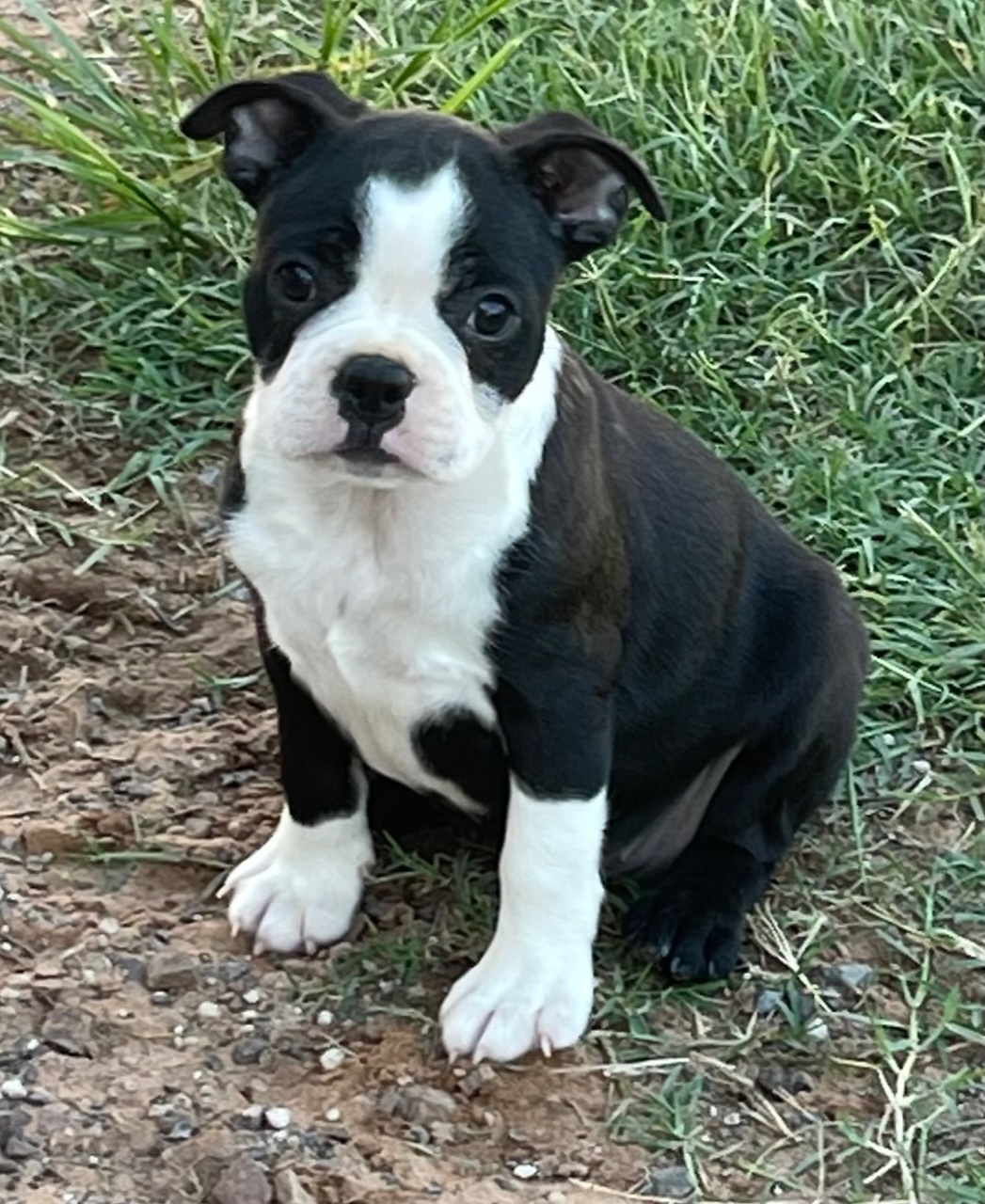 Loveless Family Farms :: Puppies For Sale